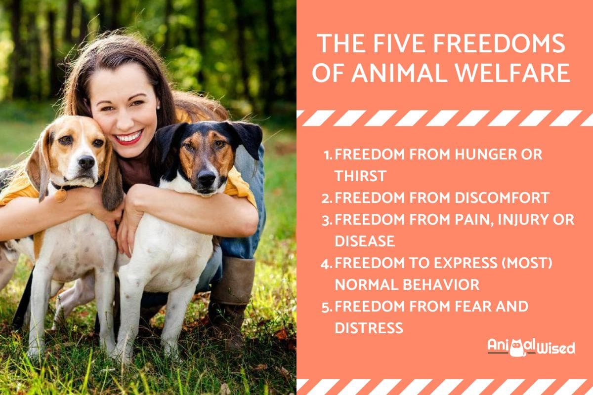 Las Cinco Libertades Del Bienestar Animal