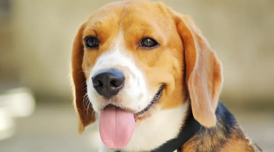¿cuánto Arrojan Los Beagles?