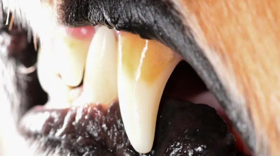 Cómo Cepillar Los Dientes De Tu Perro: Guía De Salud