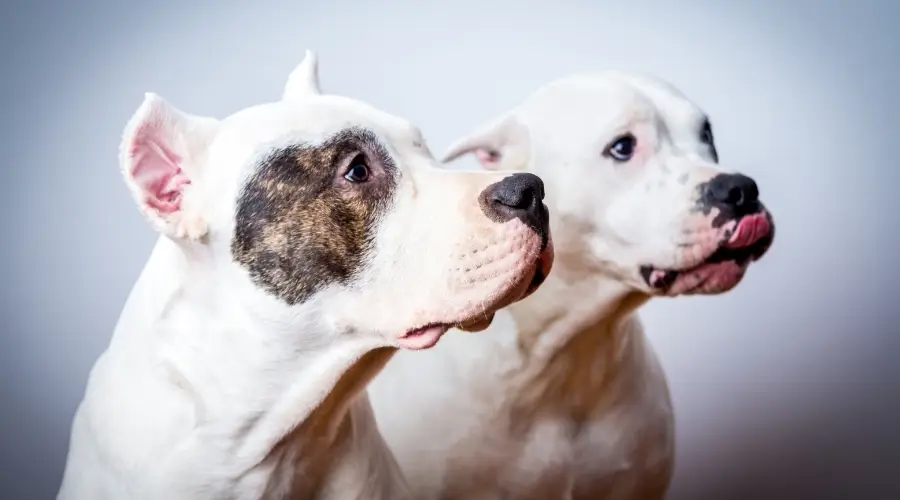 Dogo Argentino Vs. American Pitbull Terrier: Comparación De Razas