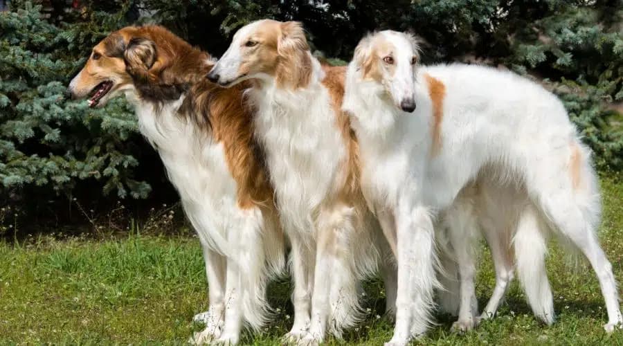 Información Del Borzoi: Datos De La Raza, Rasgos Y Más