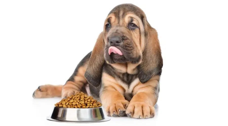 La Mejor Comida Para Perros Sabuesos: Cachorros, Adultos Y Personas