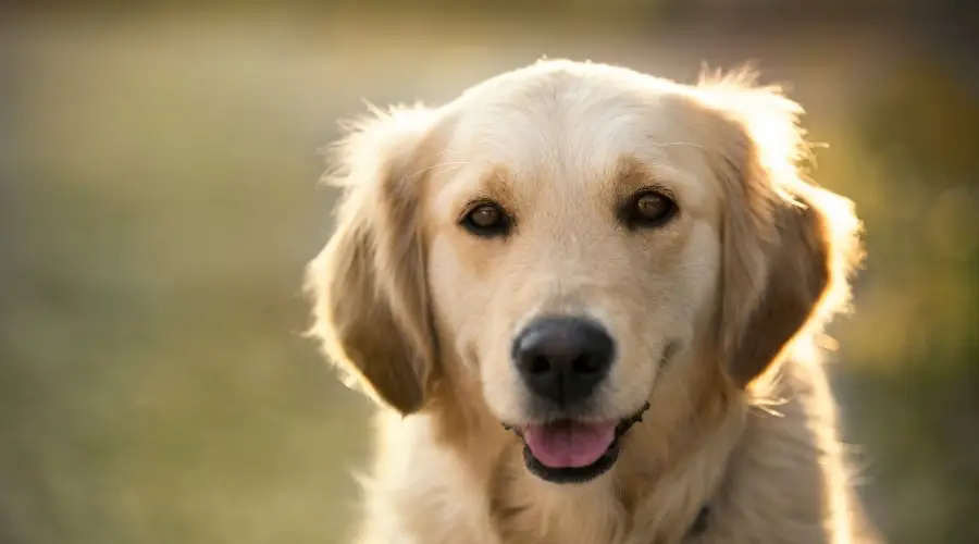 La Mezcla De Laboratorio De Golden Retriever
