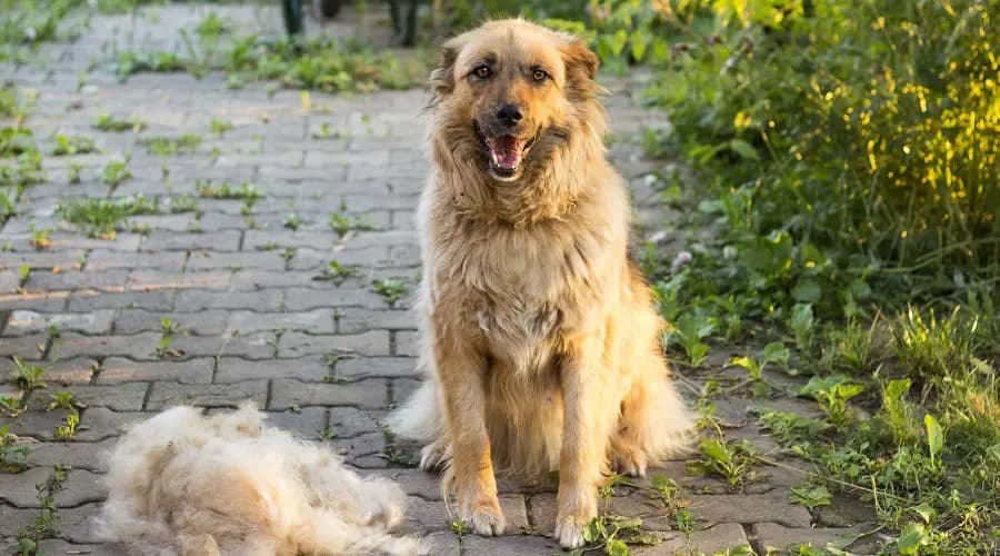 Los Mejores Champús Para Perros Que Mudan Mucho Pelo