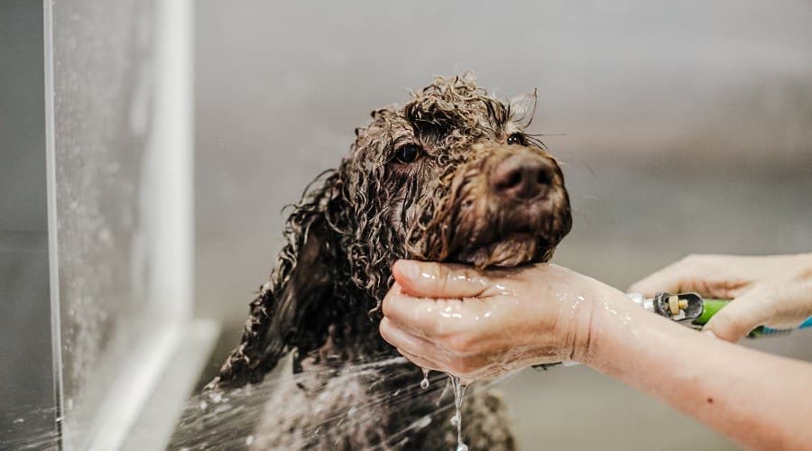 Los Mejores Champús Para Perros Totalmente Naturales De 2021: Calificaciones