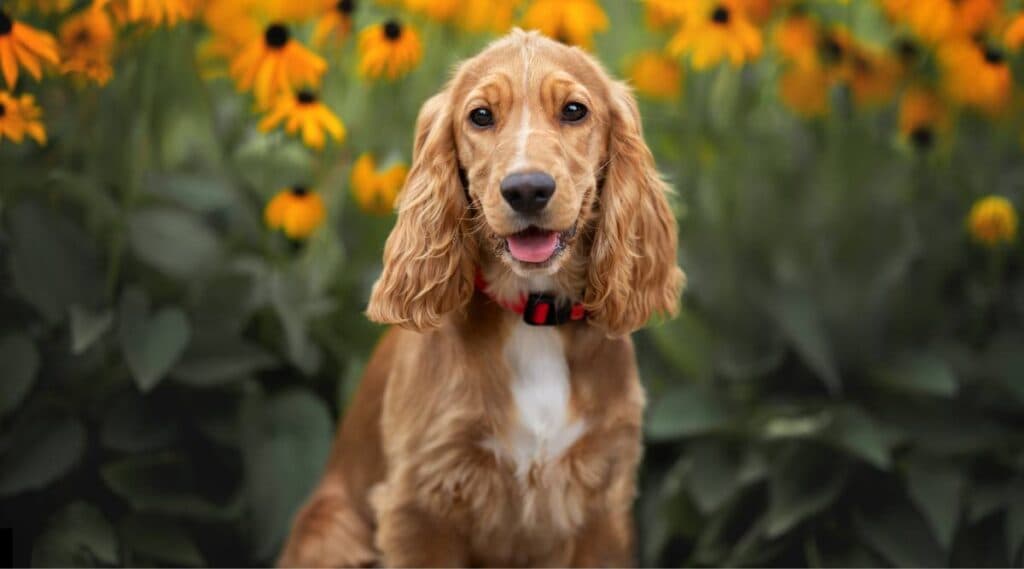 Nombres De Perros Cocker Spaniel: Más De 300 Ideas Para