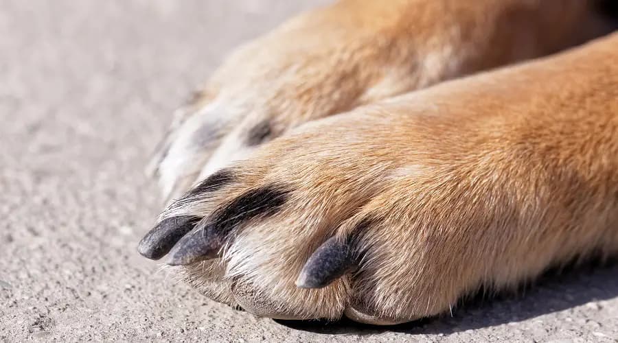 Reseñas Para Mantenerlos Limpios Y Ordenados