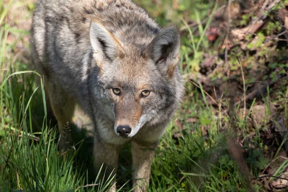 Simbolismo Del Coyote: 18 Significados Espirituales Del Coyote