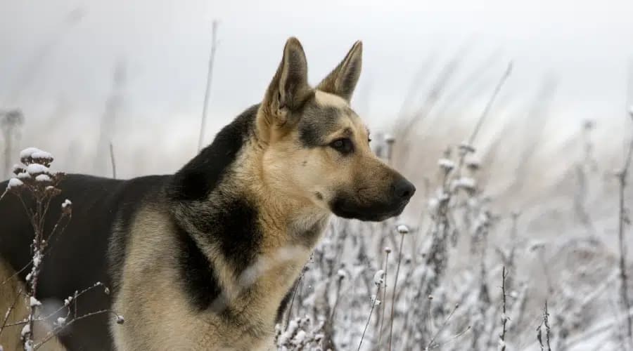 Temperamento, Precios De Cachorros Y Más