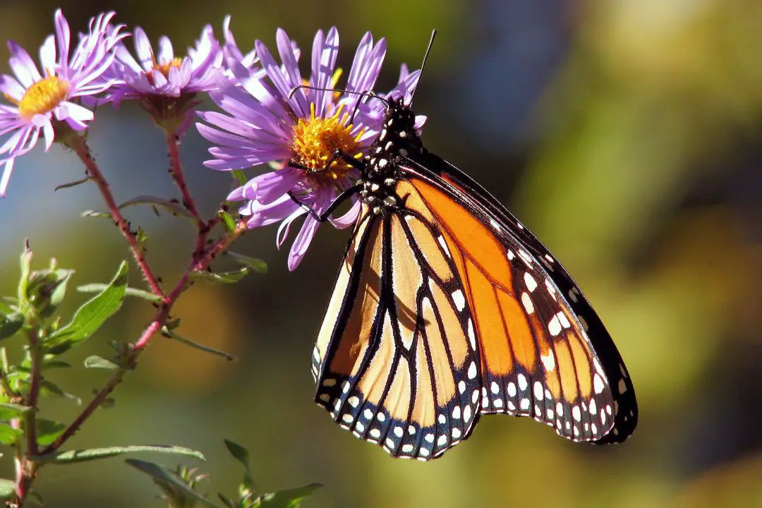 ¿qué Comen Y Beben Las Mariposas? Dieta Y Nutrición Explicadas