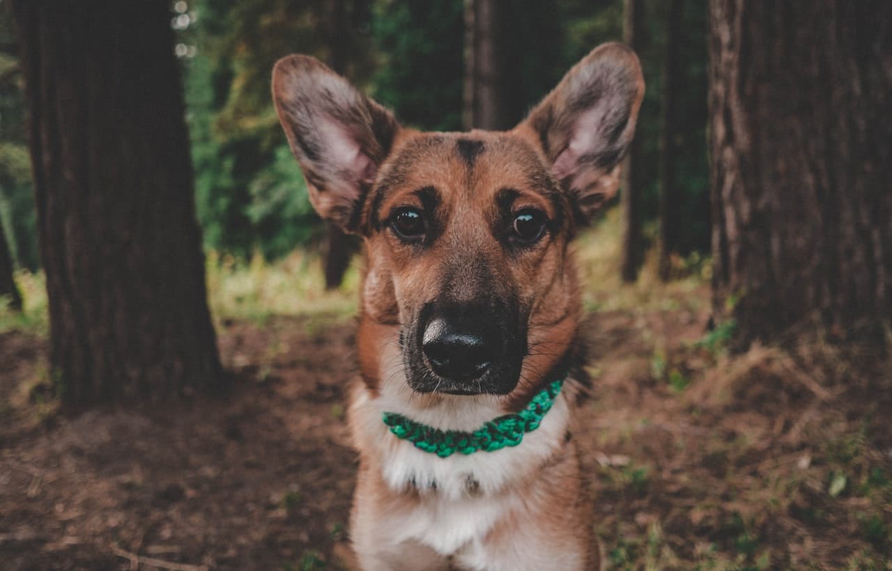 Alimentos Para Humanos Que Los Perros Pueden Y No Pueden