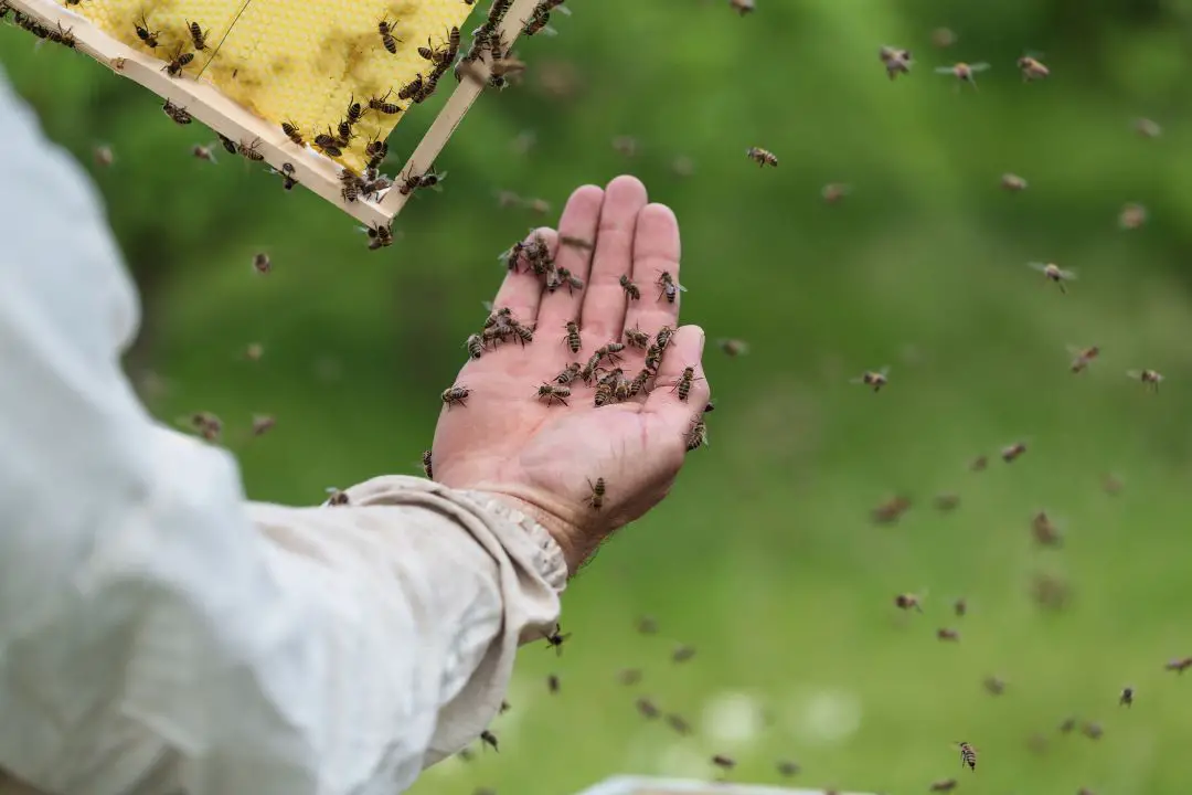 ¿pueden Las Abejas Vincularse Con Los Humanos Y Las Abejas