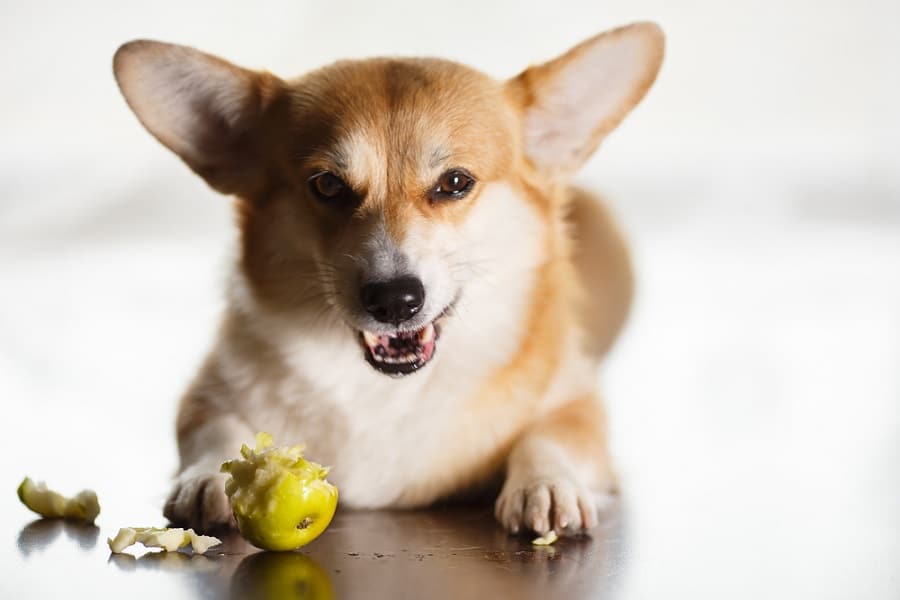 ¿pueden Los Perros Comer Guayaba?