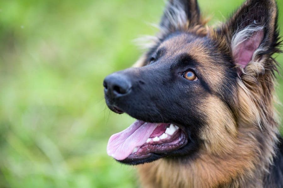 ¿pueden Los Perros Comer Orejones?
