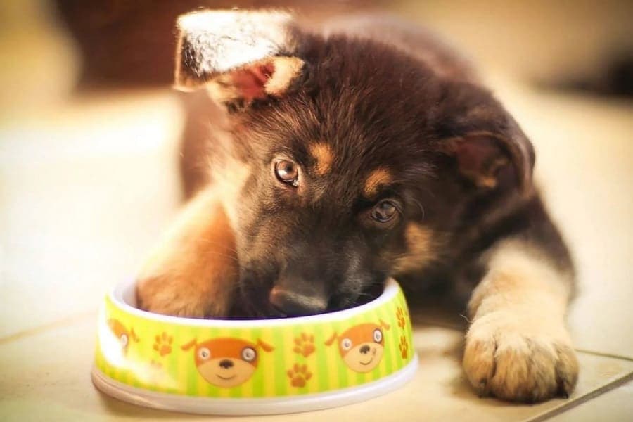 ¿pueden Los Perros Comer Palitos De Pescado?