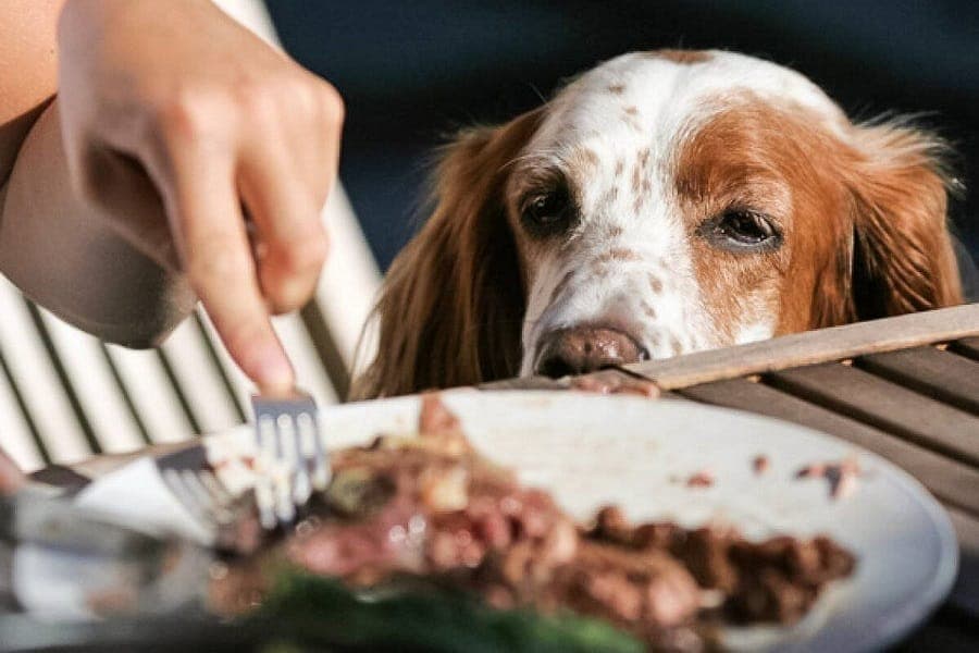 ¿pueden Los Perros Comer Fiambres?