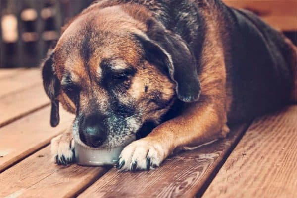 Una Mirada en Profundidad a La Alimentación De Perros Con