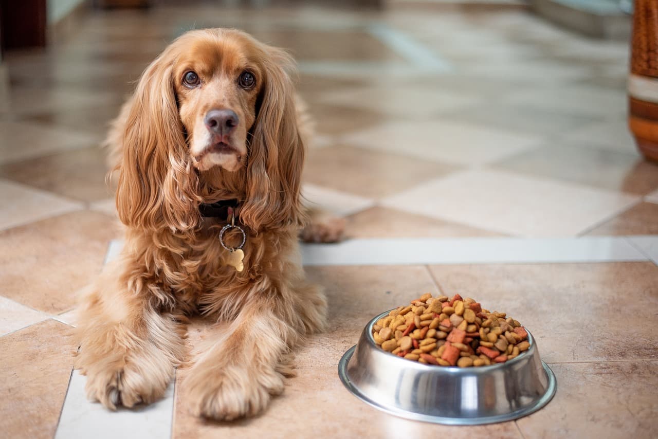Consejos Nutricionales Para Perros De Razas Grandes