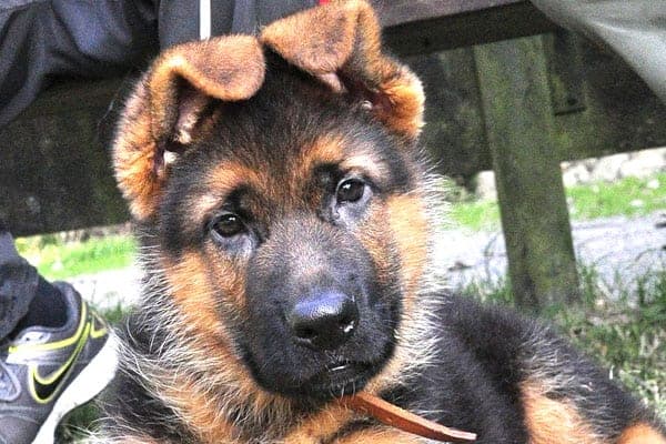 Pastor Alemán De 6 Meses: Qué Esperar Cuando Su Cachorro