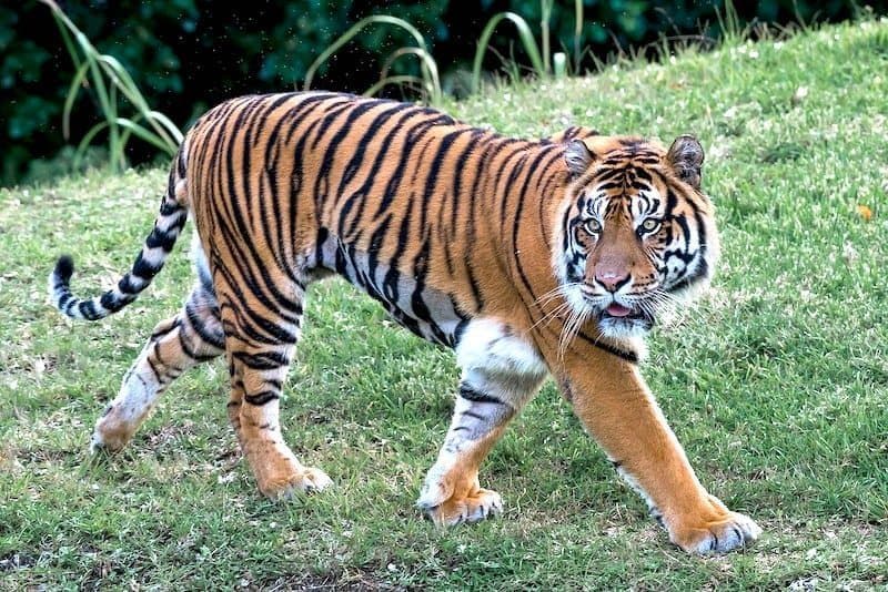 ¿qué Tan Fuertes Son Los Tigres? (respuestas Y Ejemplos)