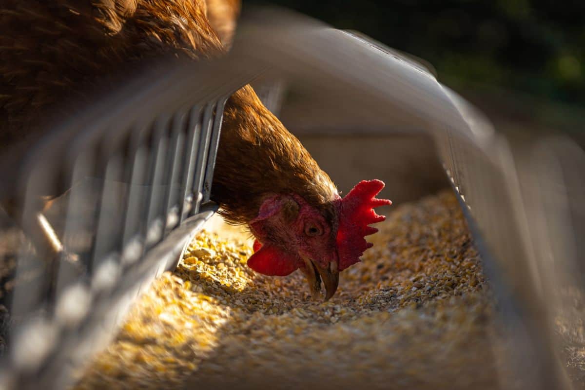 12 Ejemplos De Animales Que Comen Maíz