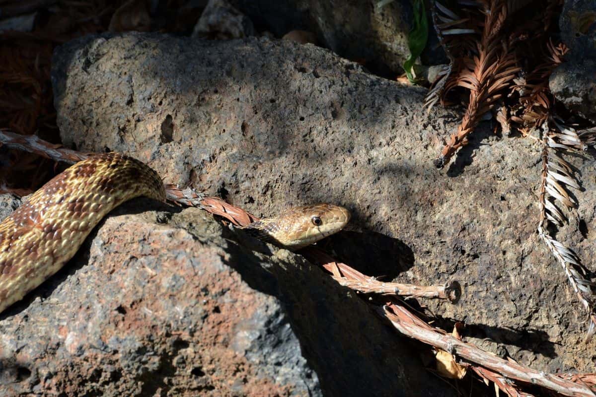 12 Serpientes No Venenosas en Arizona (fotos)