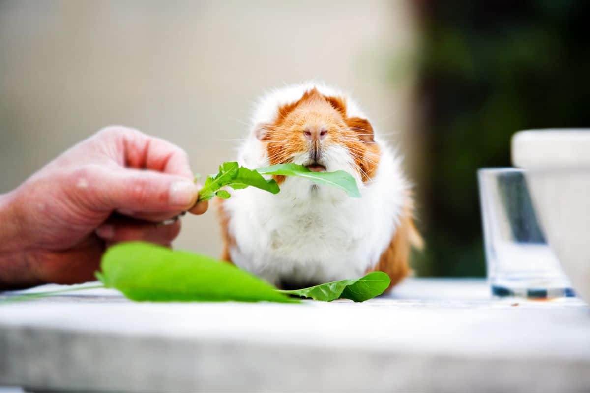 14 Ejemplos De Animales Que Comen Apio