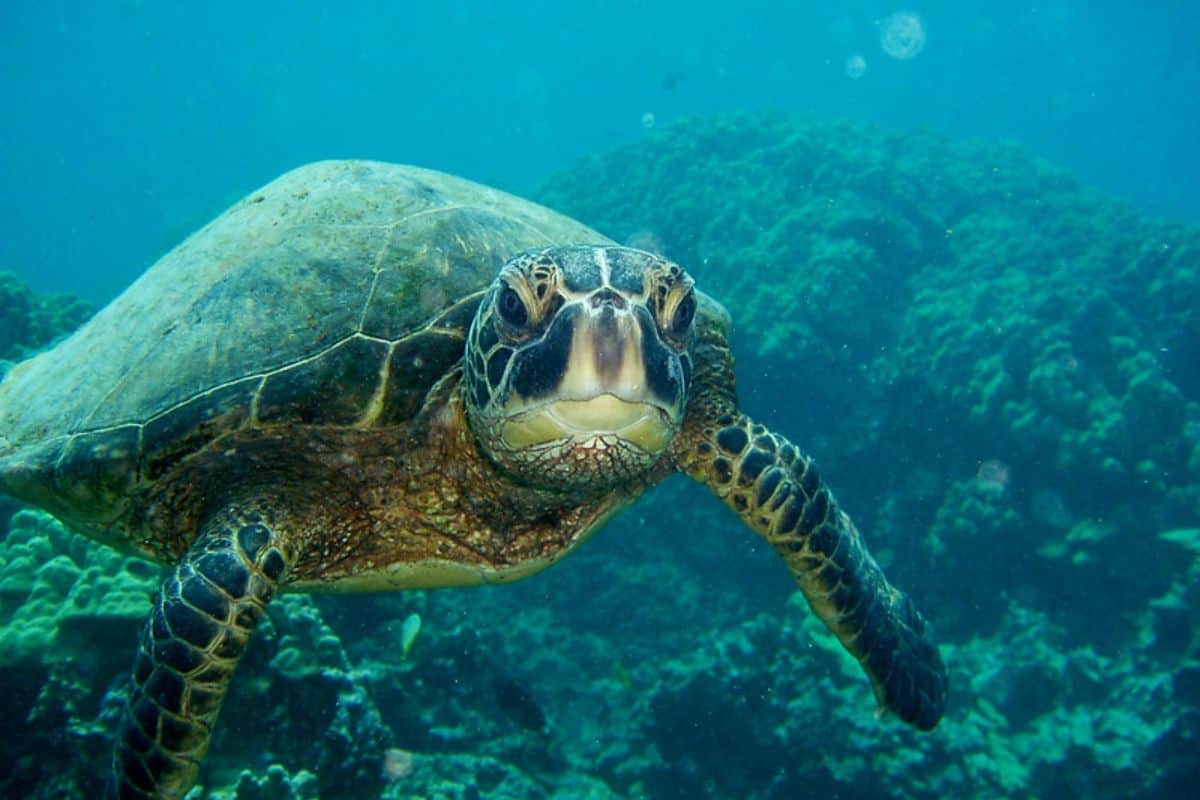 14 Tipos De Tortugas en Texas (con Imágenes)