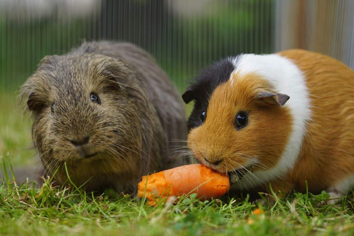 16 Ejemplos De Animales Que Comen Zanahorias