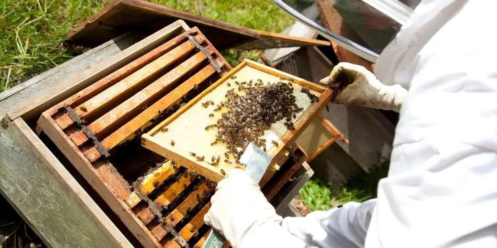 Las Enfermedades Más Comunes De Las Abejas Y Cómo Prevenirlas