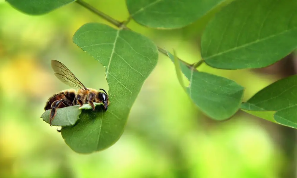 Abeja Cortadora De Hojas