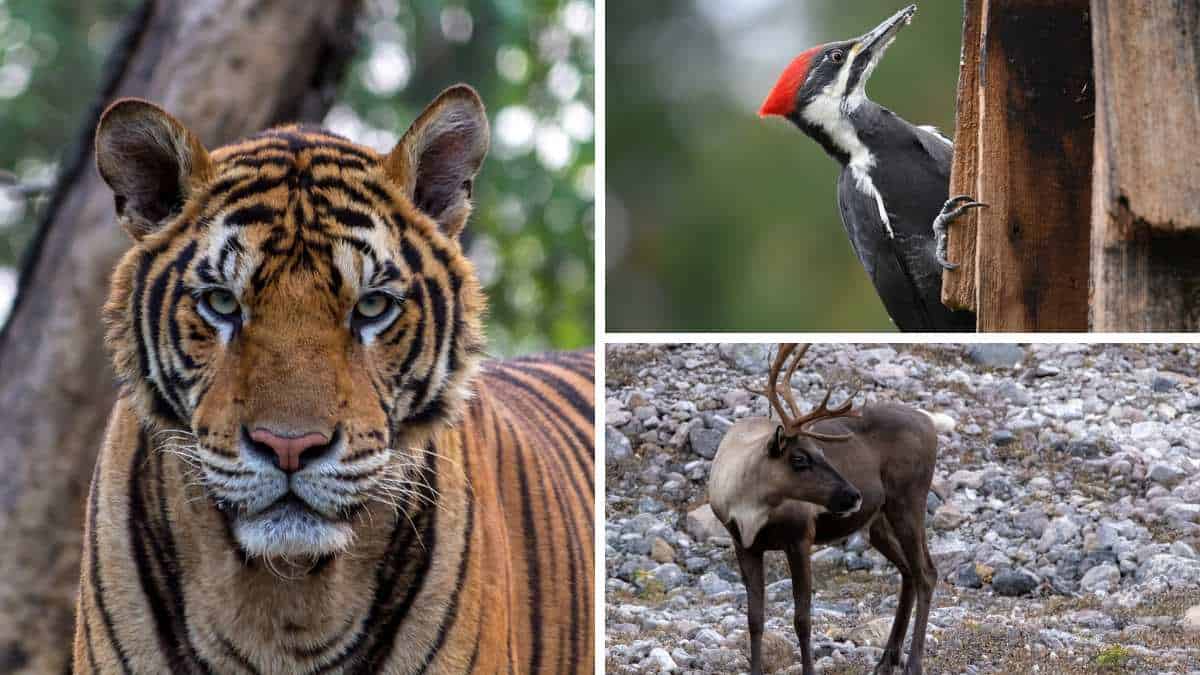 22 Animales Que Terminan en Er