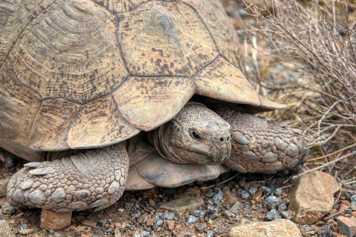 10 Especies De Tortugas Encontradas en Arizona