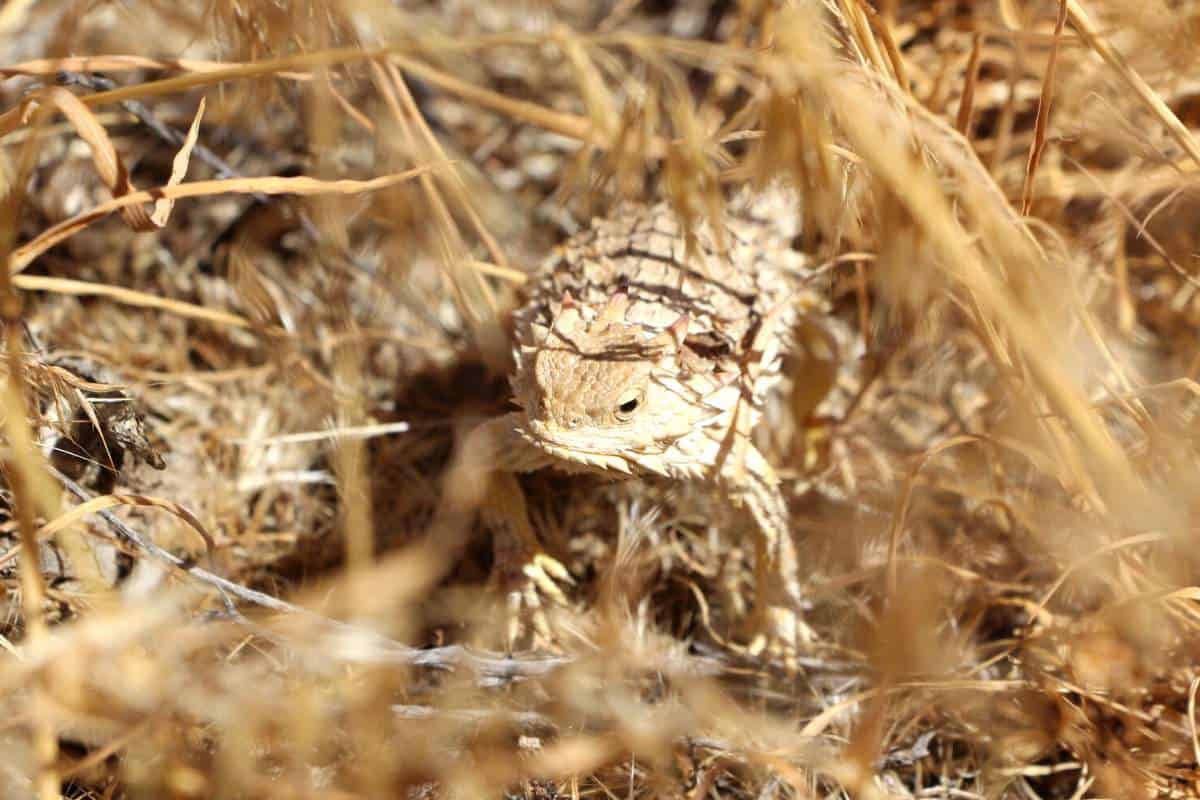 20 Especies De Lagartos en California (fotos)