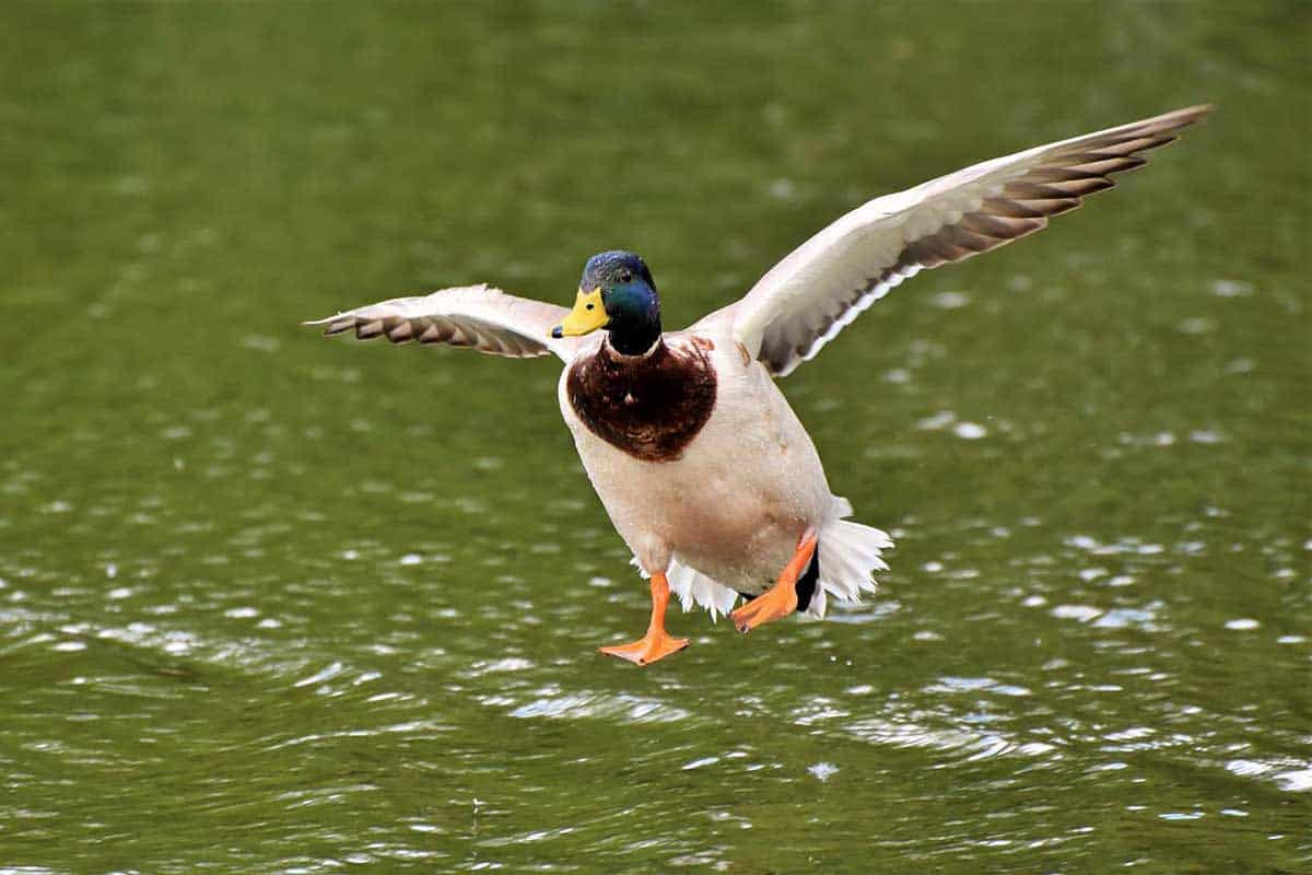 15 Animales Comunes Que Viven en Lagos (imágenes)
