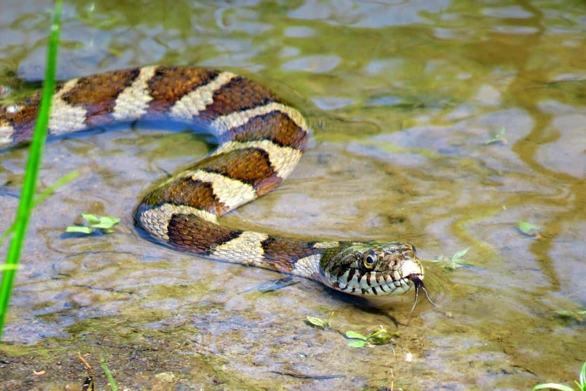 19 Especies De Serpientes De Agua (nerodia) – Imágenes