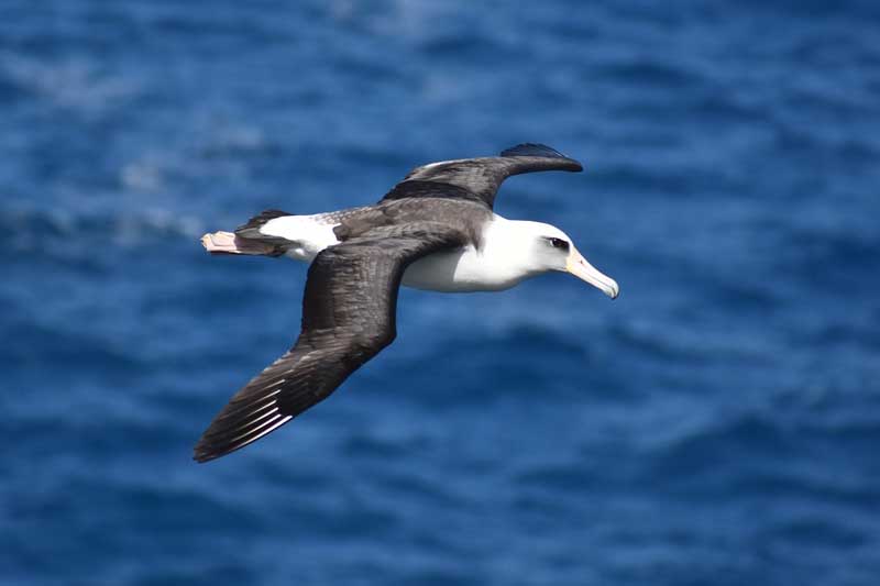 22 Aves Con Envergaduras Largas (imágenes E Información)
