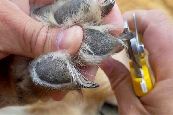 5 Mejores Formas De Cortar Las Uñas De Un Pastor