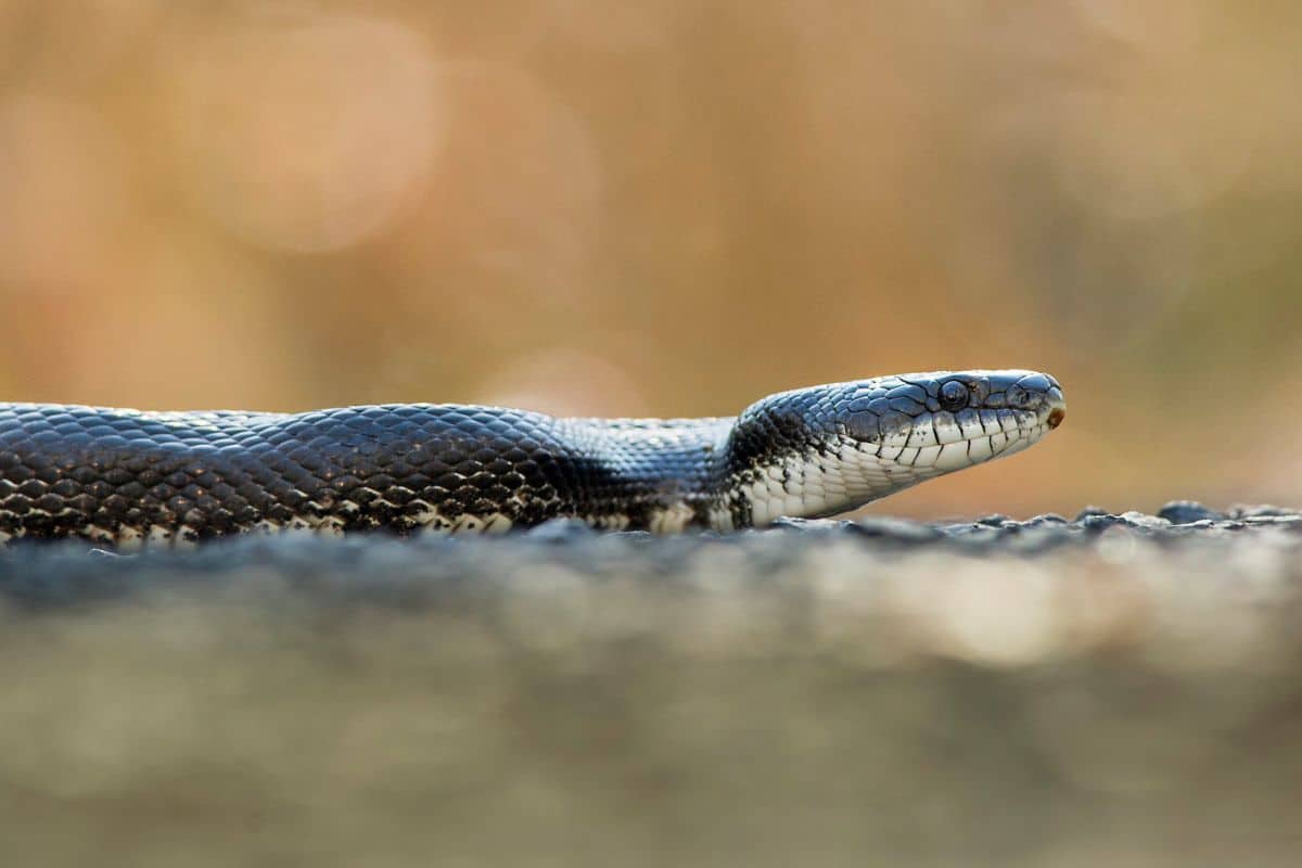 9 Especies De Serpientes Negras en Nueva York (fotos)
