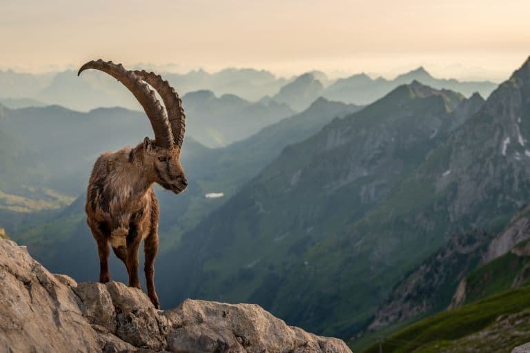 Datos Del Ibex Alpino