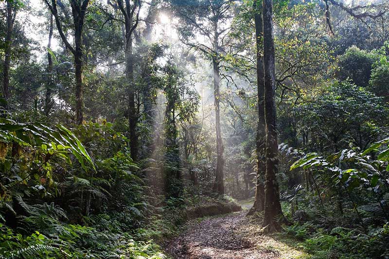Las 4 Capas De La Selva Tropical (con Diagramas)