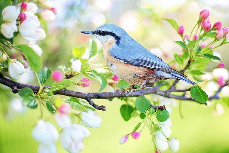 Los 6 Tipos De Aves (con Ejemplos E Imágenes)