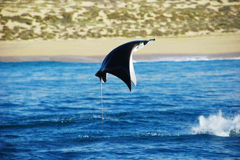 Mantarrayas vs Mantarrayas: Aquí Está La Diferencia