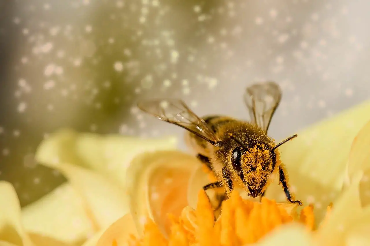 Todo Lo Que Necesitas Saber Sobre Nuestra Amiga La Abeja