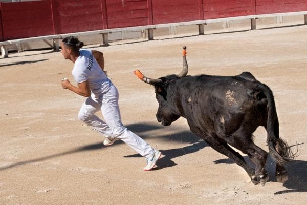 ¿los Toros Sienten Dolor en Las Corridas De Toros?