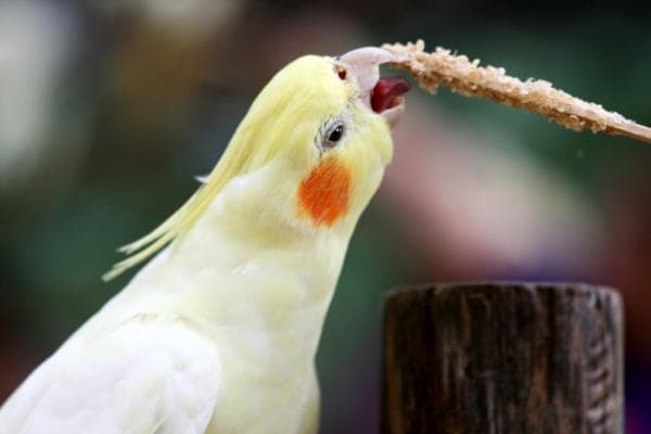 ¿pueden Las Cacatúas Hablar Como Loros?