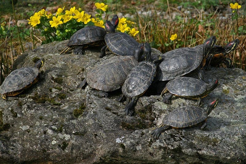 ¿son Ilegales Las Tortugas De Orejas Rojas Como Mascotas en