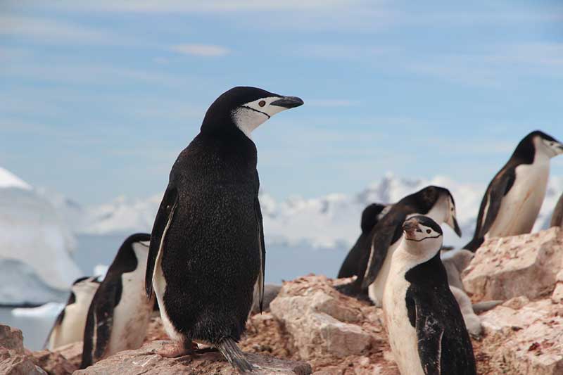 15 Animales Que Viven en La Antártida (con Imágenes)