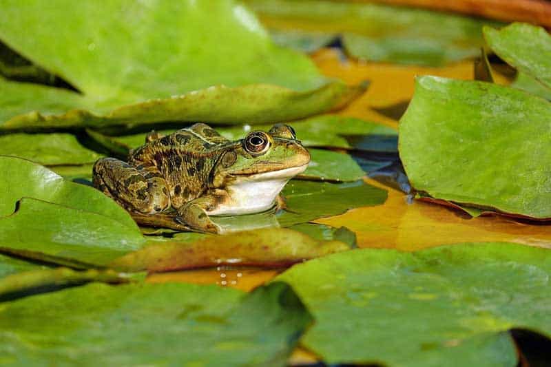25 Ejemplos De Anfibios (con Imágenes)