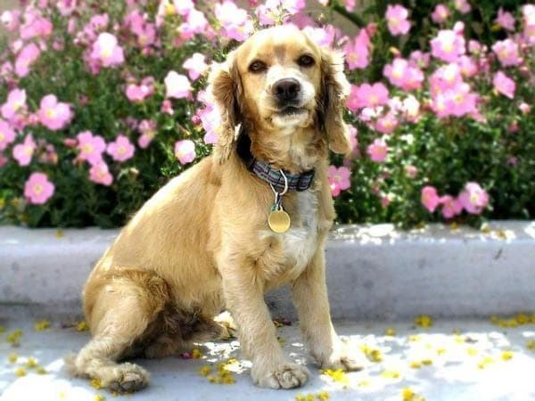3 Cortes De Pelo Para Cocker Spaniels